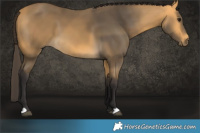 Horse Color:Buckskin 