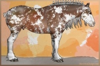 Horse Color:Silver Bay Sabino