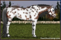 Horse Color:Bay Splash Frame 