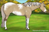 Horse Color:Silver Brown Dun Sabino Tobiano Frame Rabicano