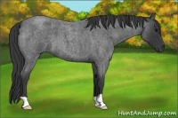 Horse Color:Blue Roan 