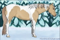 Horse Color:Palomino Dun Tobiano