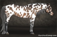 Horse Color:Bay Roan Appaloosa 