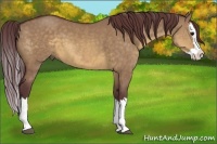 Horse Color:Chocolate Buckskin Dun Sabino Splash