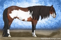 Horse Color:Bay Frame Rabicano 