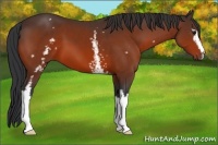 Horse Color:White Spotted Bay