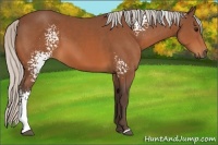 Horse Color:White Spotted Silver Bay 
