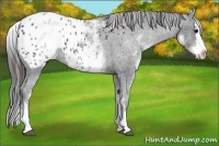 Horse Color:White Spotted Blue Roan Splash Appaloosa 