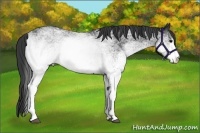 Horse Color:White Spotted Black