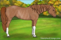 Horse Color:Chestnut Rabicano