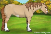 Horse Color:Red Dun Roan Splash Frame Rabicano