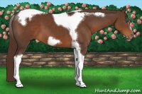 Horse Color:Liver Chestnut Tobiano Frame 