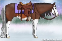 Horse Color:Bay Splash 