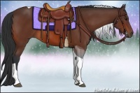 Horse Color:Bay Tobiano 