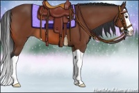 Horse Color:Bay Splash 