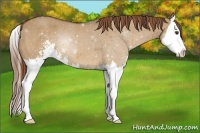 Horse Color:Red Dun Sabino Splash 