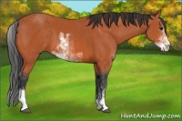 Horse Color:Bay Sabino 