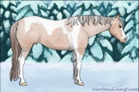 Horse Color:Bay Sabino Tobiano Appaloosa