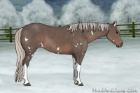 Horse Color:White Spotted Silver Black Tobiano 