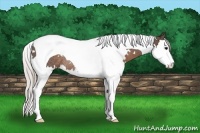 Horse Color:White Spotted Silver Black Splash Tobiano Rabicano