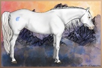 Horse Color:Chocolate Palomino Sabino Appaloosa