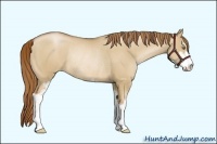 Horse Color:Red Dun Pearl Sabino Rabicano