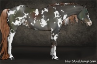 Horse Color:White Spotted Liver Chestnut Sabino 
