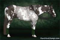 Horse Color:White Spotted Liver Chestnut