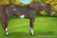 Horse Color:White Spotted Liver Chestnut Frame
