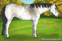 Horse Color:Buckskin Ice Onyx Sabino Splash 