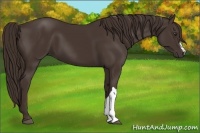 Horse Color:Liver Chestnut 