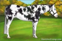 Horse Color:White Spotted Black Ice Splash