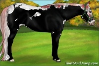 Horse Color:Plaid  Chocolate Palomino Sabino Frame 