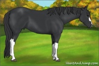 Horse Color:Black 