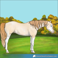 Horse Color:Chocolate Buckskin Pearl Dun Sabino Splash  and Chocolate Buckskin Pearl Dun Sabino Splash 