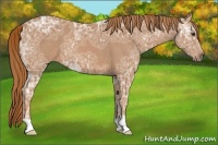 Horse Color:Chestnut Ice 
