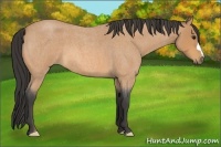 Horse Color:Buckskin Roan 