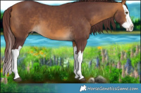 Horse Color:Chocolate Buckskin Splash 