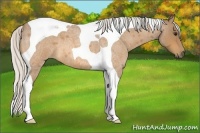 Horse Color:Silver Buckskin Roan Tobiano 