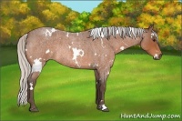 Horse Color:White Spotted Silver Bay Roan Rabicano 