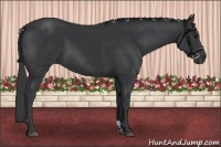 Horse Color:Black  and Black 