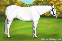 Horse Color:White Spotted Bay Appaloosa