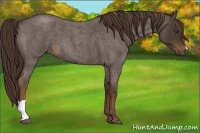 Horse Color:Liver Red Roan