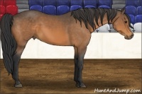 Horse Color:Buckskin 
