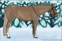 Horse Color:Chocolate Palomino Sabino 