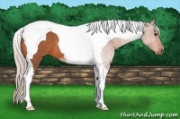 Horse Color:Silver Bay Tobiano