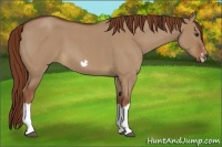 Horse Color:Red Dun Roan Splash Frame Rabicano 
