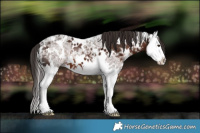 Horse Color:White Spotted Liver Chestnut Ice Splash 