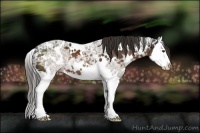Horse Color:White Spotted Liver Chestnut Ice Splash 