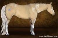Horse Color:White Spotted Silver Buckskin Dun Tobiano 